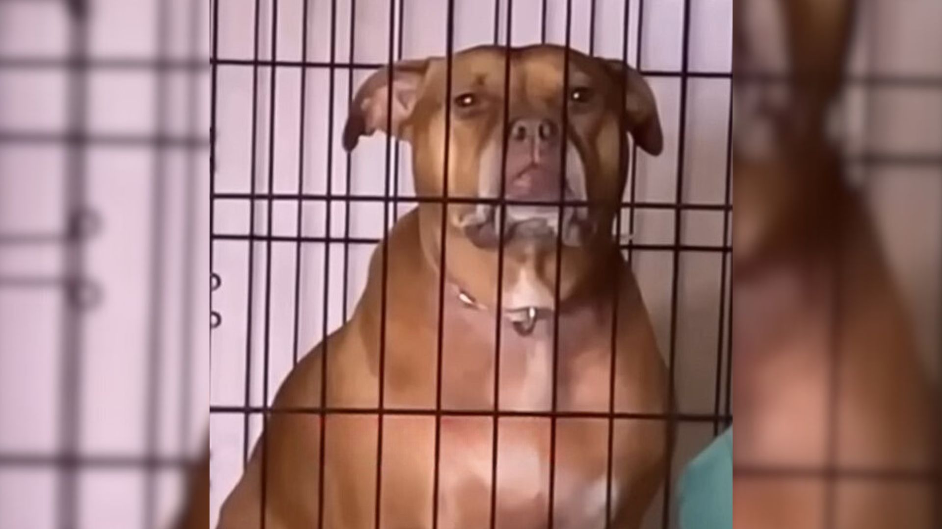 Sweet Pup Who Was Locked Up In A Cage Her Whole Life Can’t Stop Smiling When She Is Finally Free