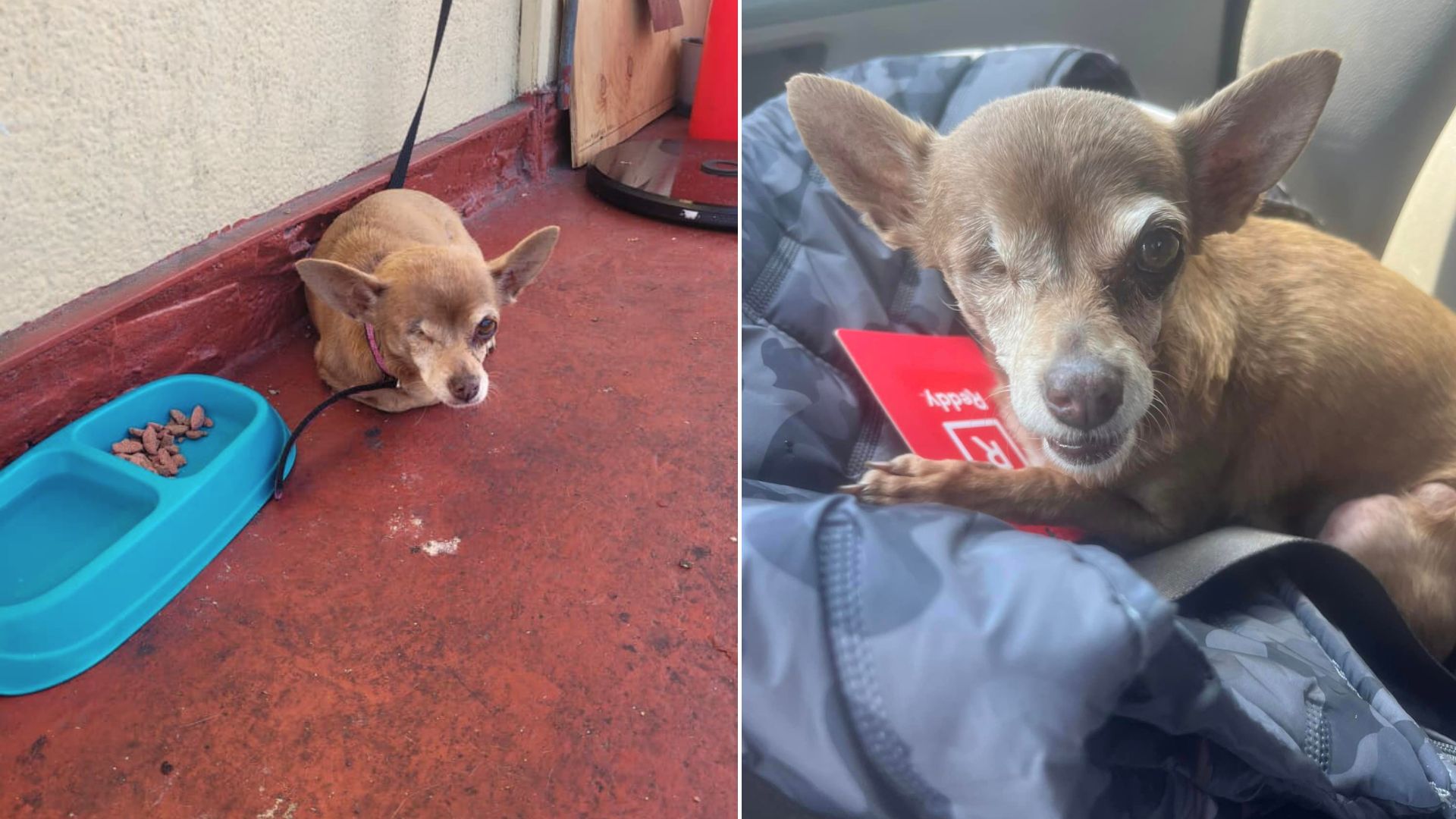 Sweet Senior Pup Who Was Tied To A Porch Now Does A Little Happy Dance When She Sees Her Fosters