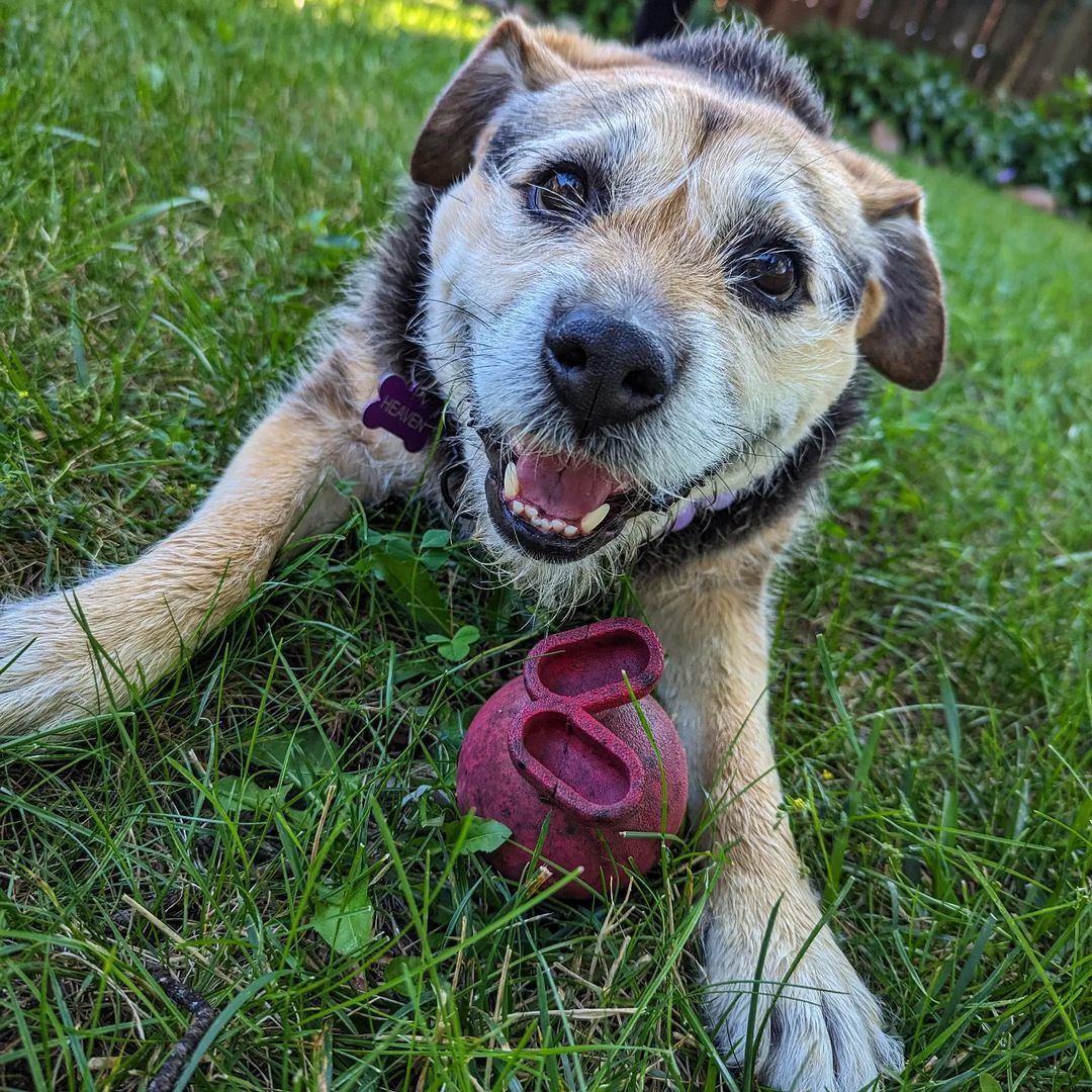 sweet shelter dog