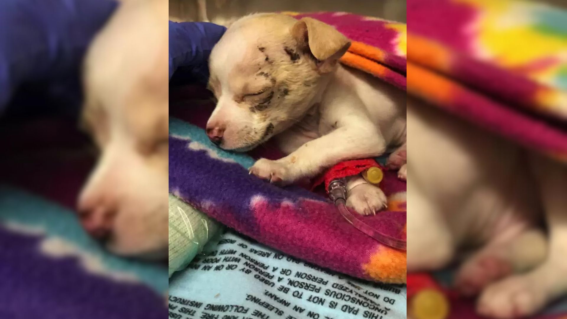 Chihuahua Who Survived A Terrible Fall Manages Recover In The Care Of Her Rescuers