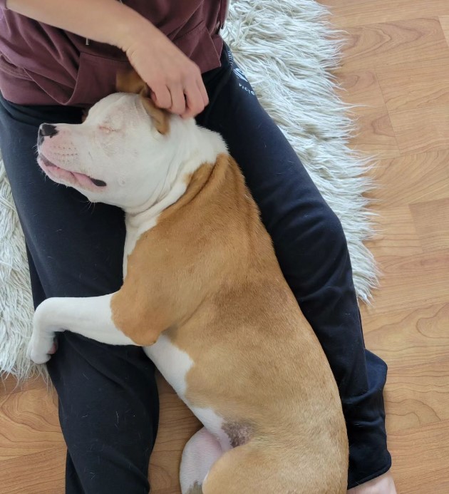 the blind dog lies at the owner's feet