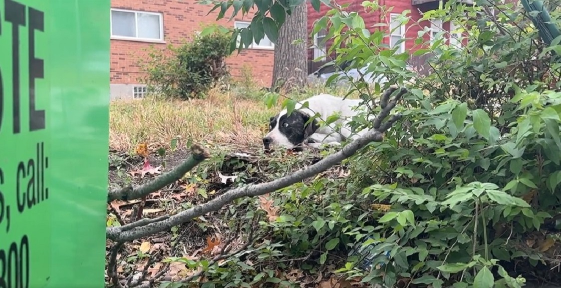 the dog hides behind the container