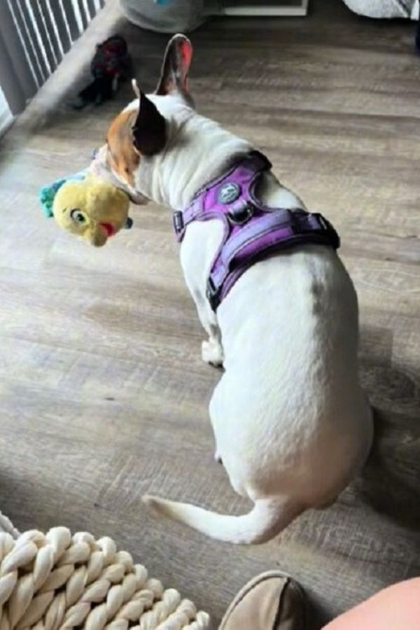 the dog is holding a toy in its mouth