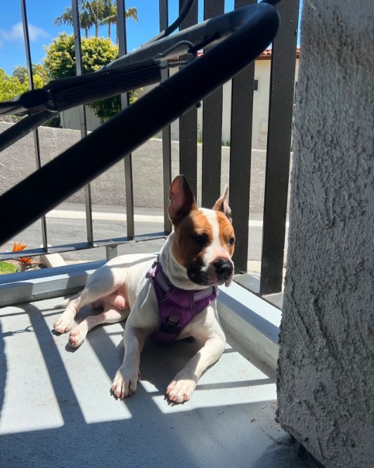 the dog is lying on the terrace