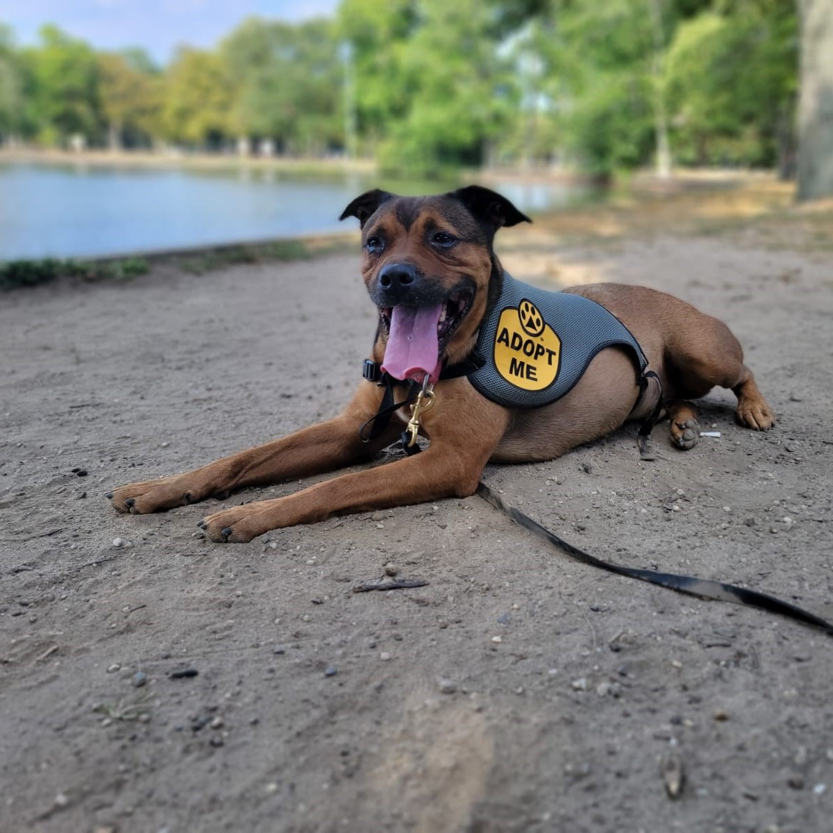 the dog is lying with its tongue out by the lake