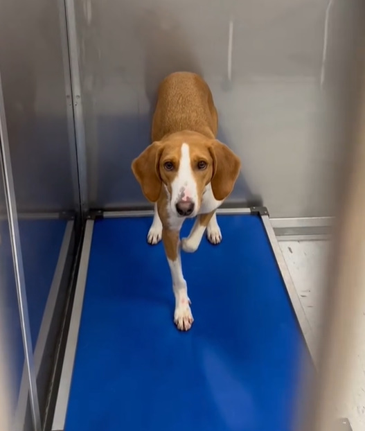 the dog is standing on a blue background and looking at the camera