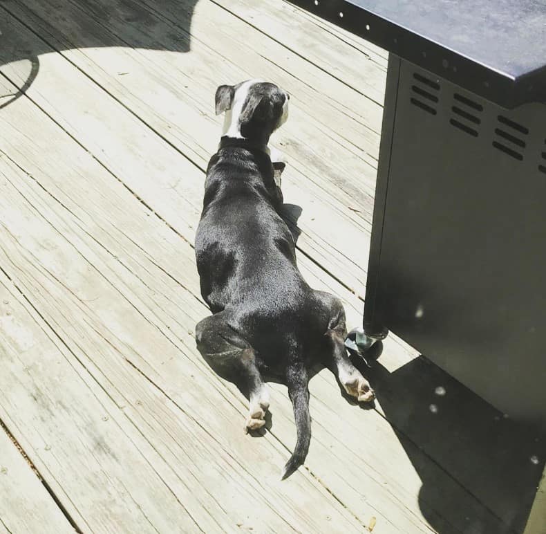 the dog lies on the wooden boards with its back turned