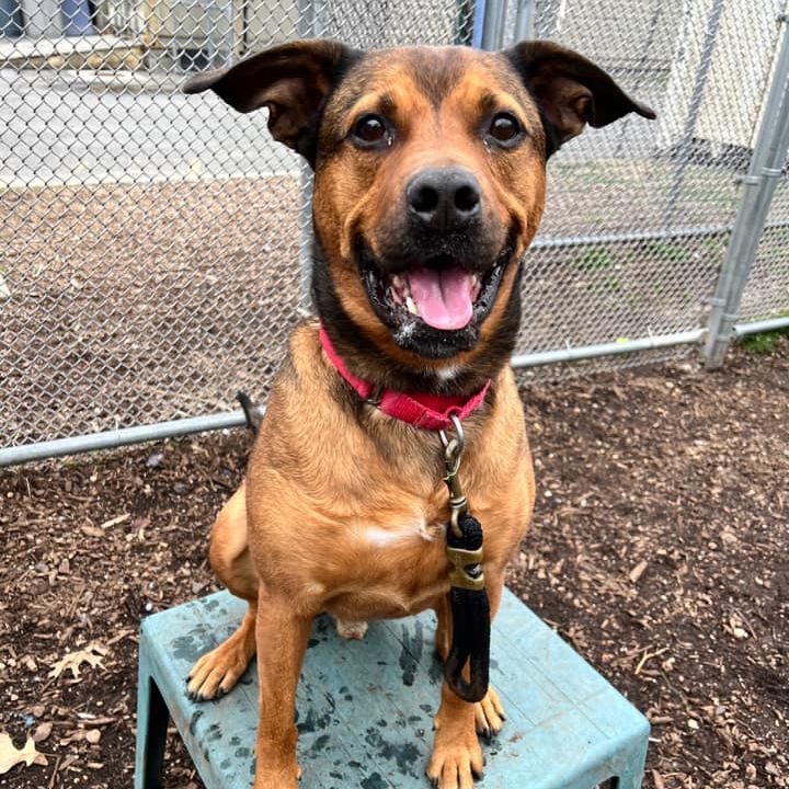 the dog sits on a chair and looks at the camera