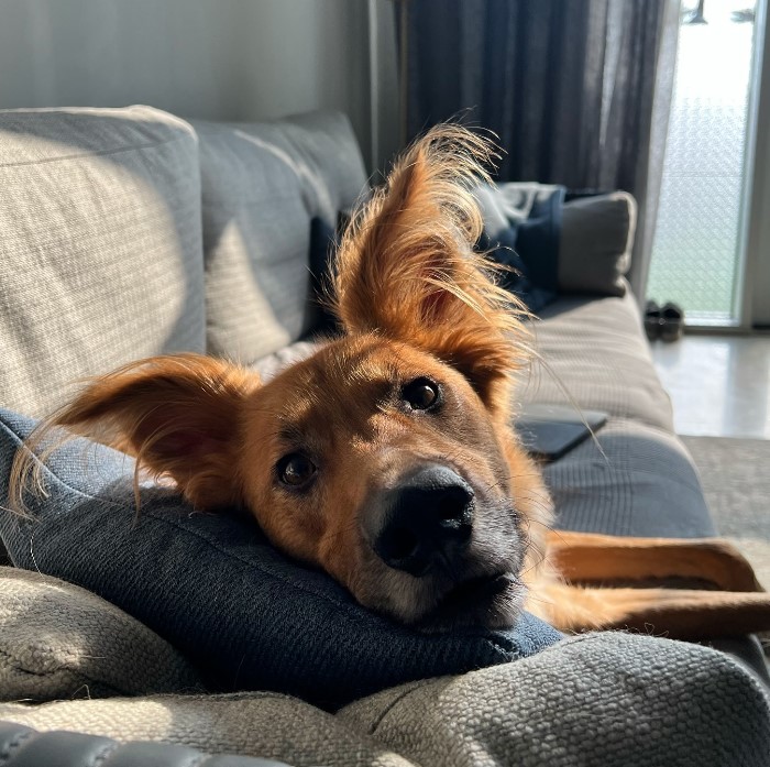 the frightened dog is lying on the sofa's armchair