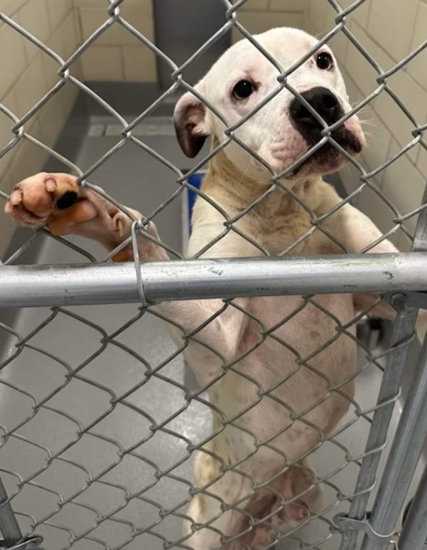 the puppy pushes its paws through the fence