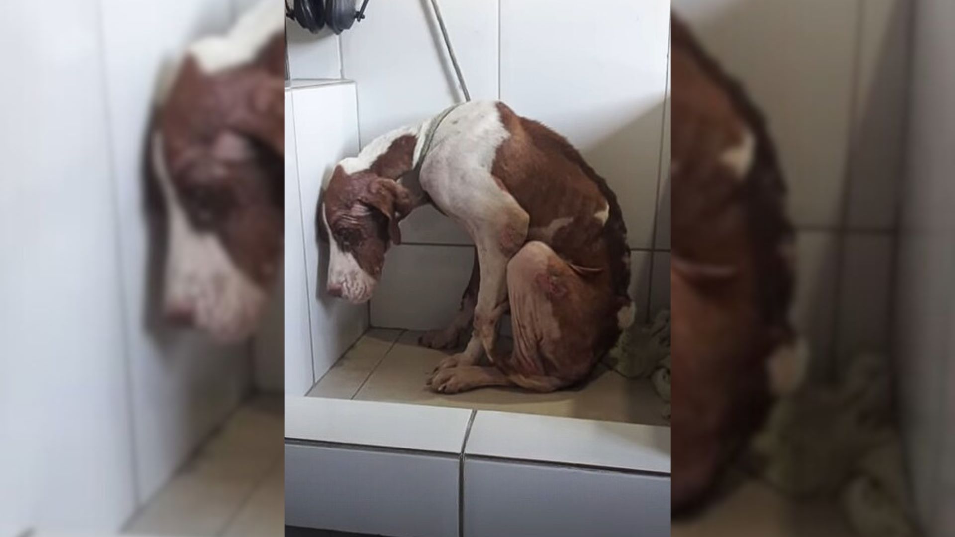 Malnourished Puppy Left Confused After Family Abandons Him By The Roadside