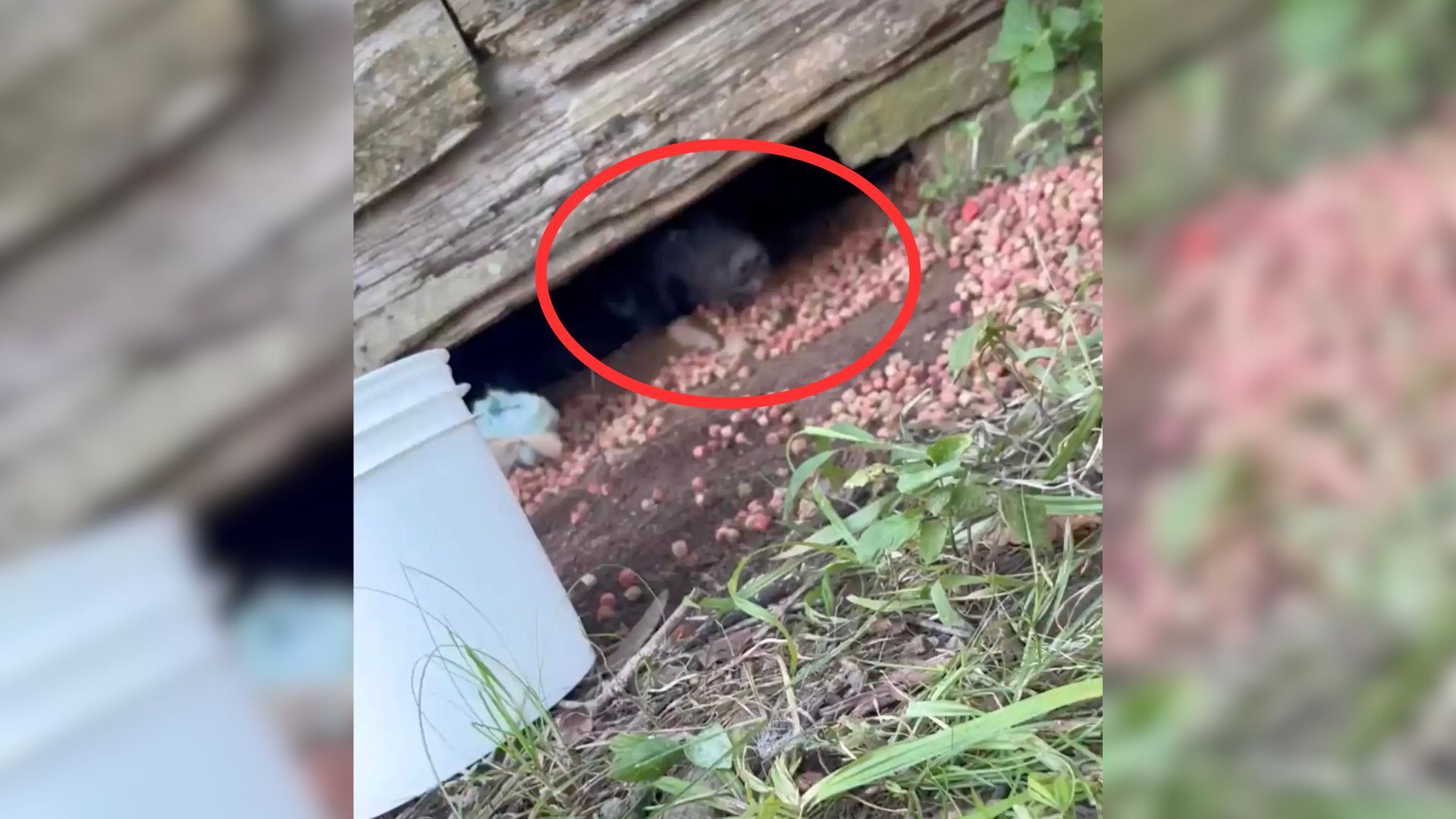 The Sorrowful And Scared Pup Who Was Left In A Deserted House Was Protecting Something Precious