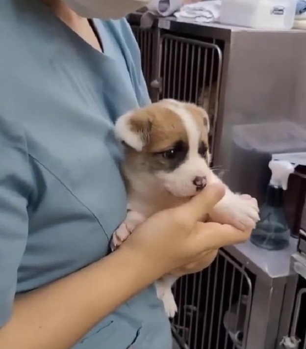 the veterinarian holds the dog in his arms