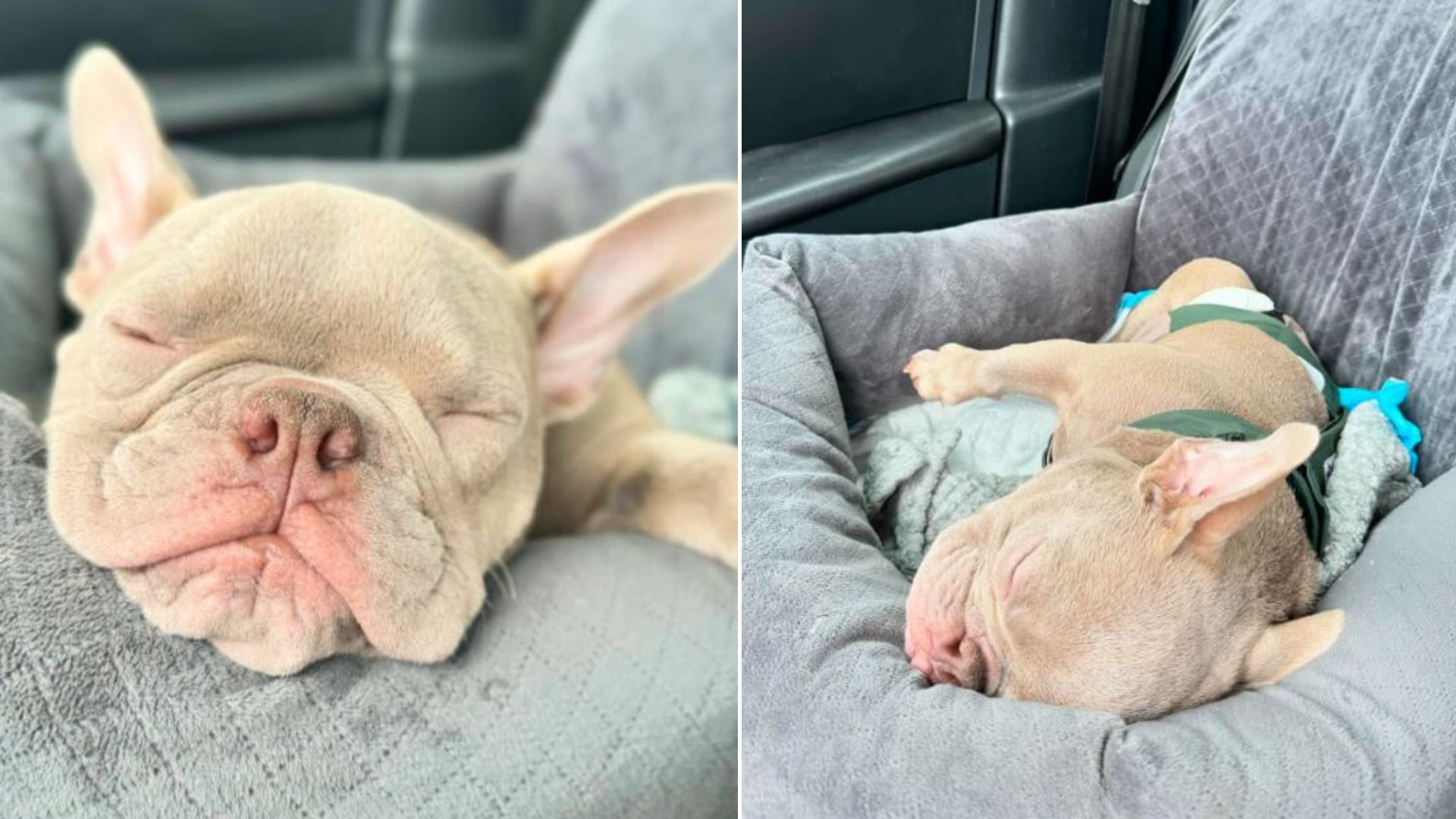 This Sweet Puppy Was Born With Backwards Legs So His Rescuer Tries To Help Him Walk