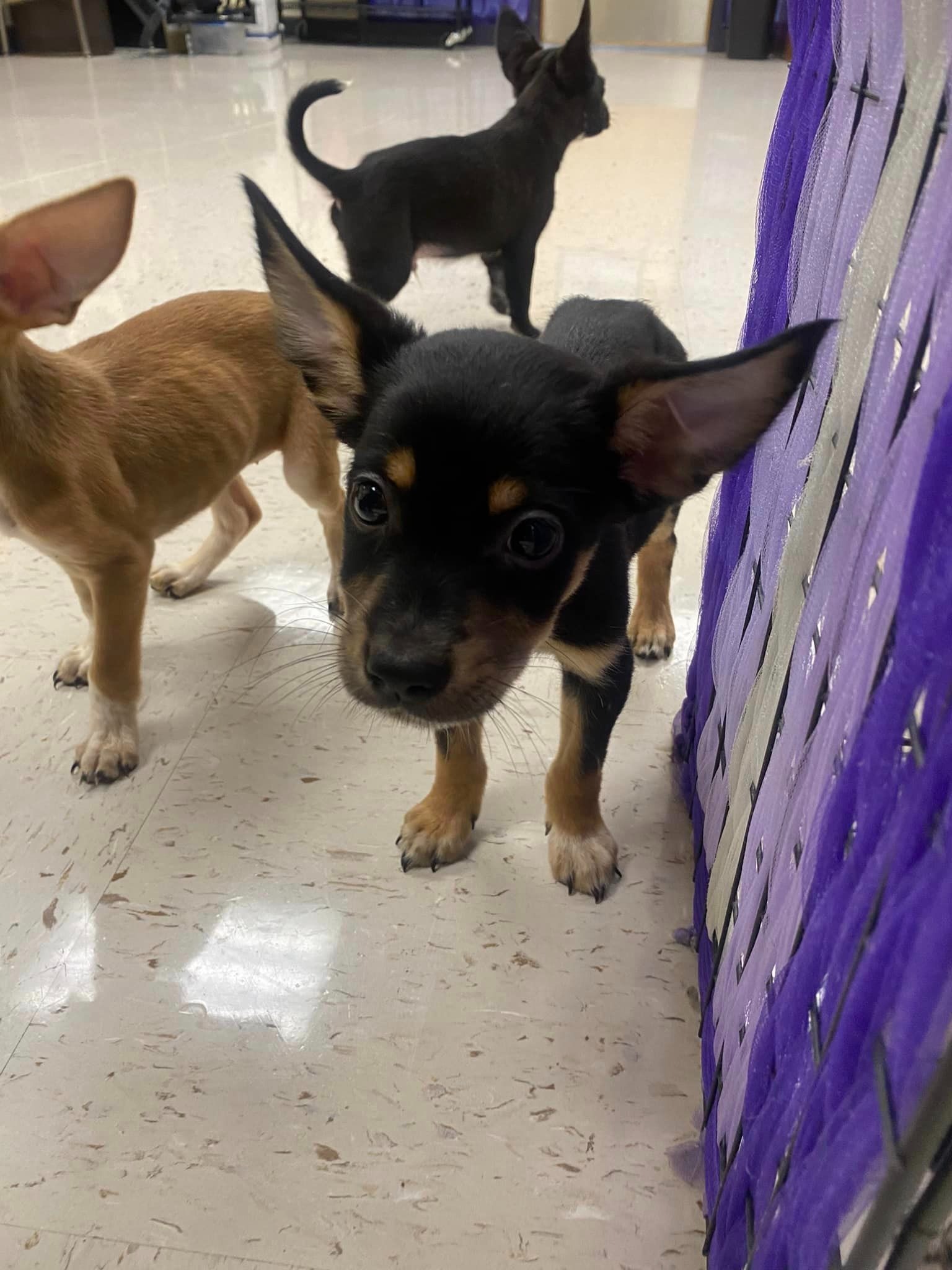 three cute puppies