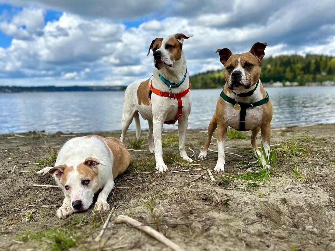 three dogs on a beach