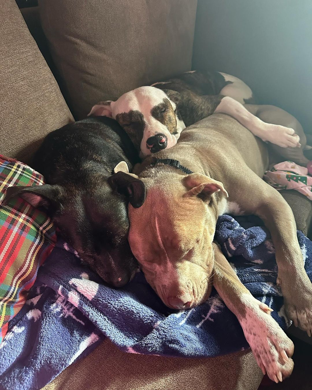 three dogs sleeping on bunch