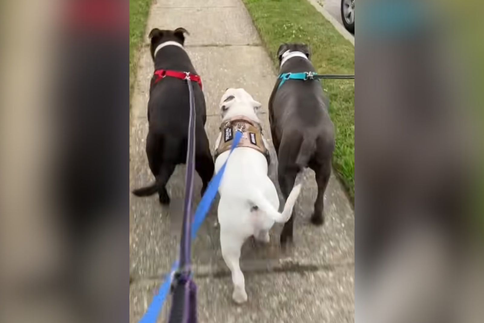 three dogs walking on a leash outside