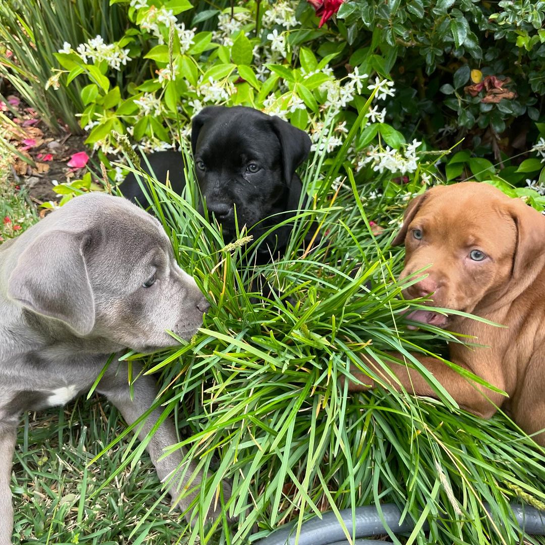 three puppy playing outside