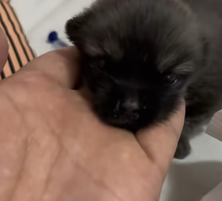 tiny black puppy