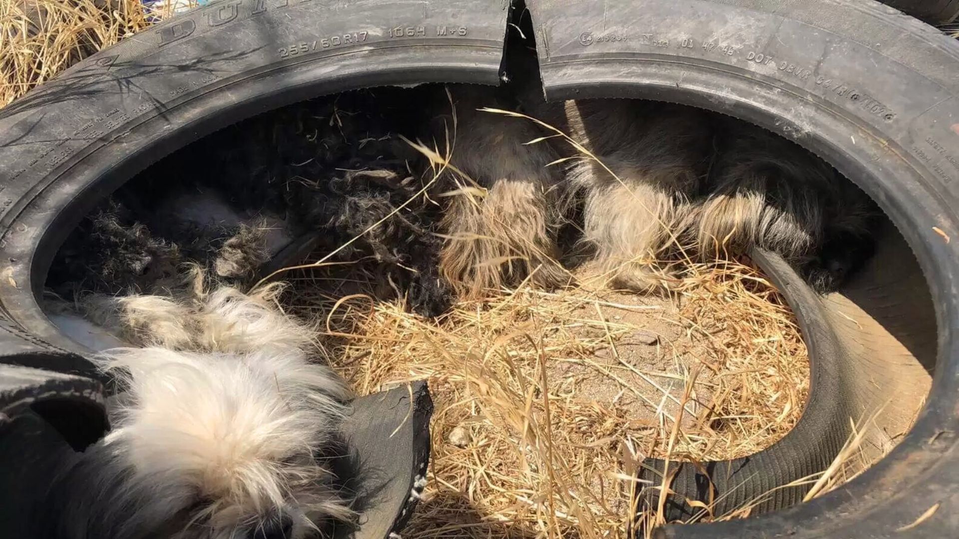 Sweet Dog Pack Snuggled Together In An Old Tire Finally Gets Noticed