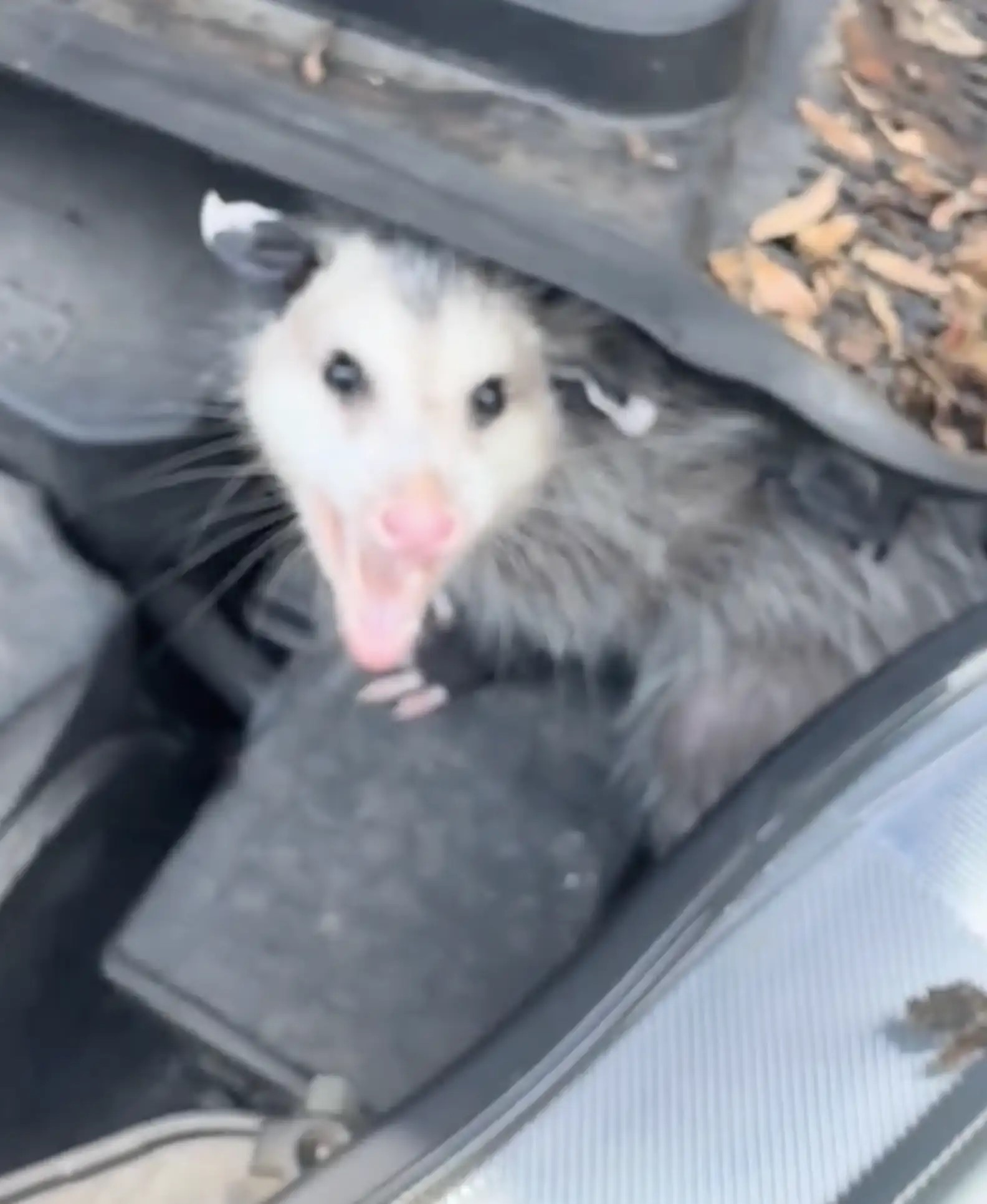 tiny possum hiding in a car