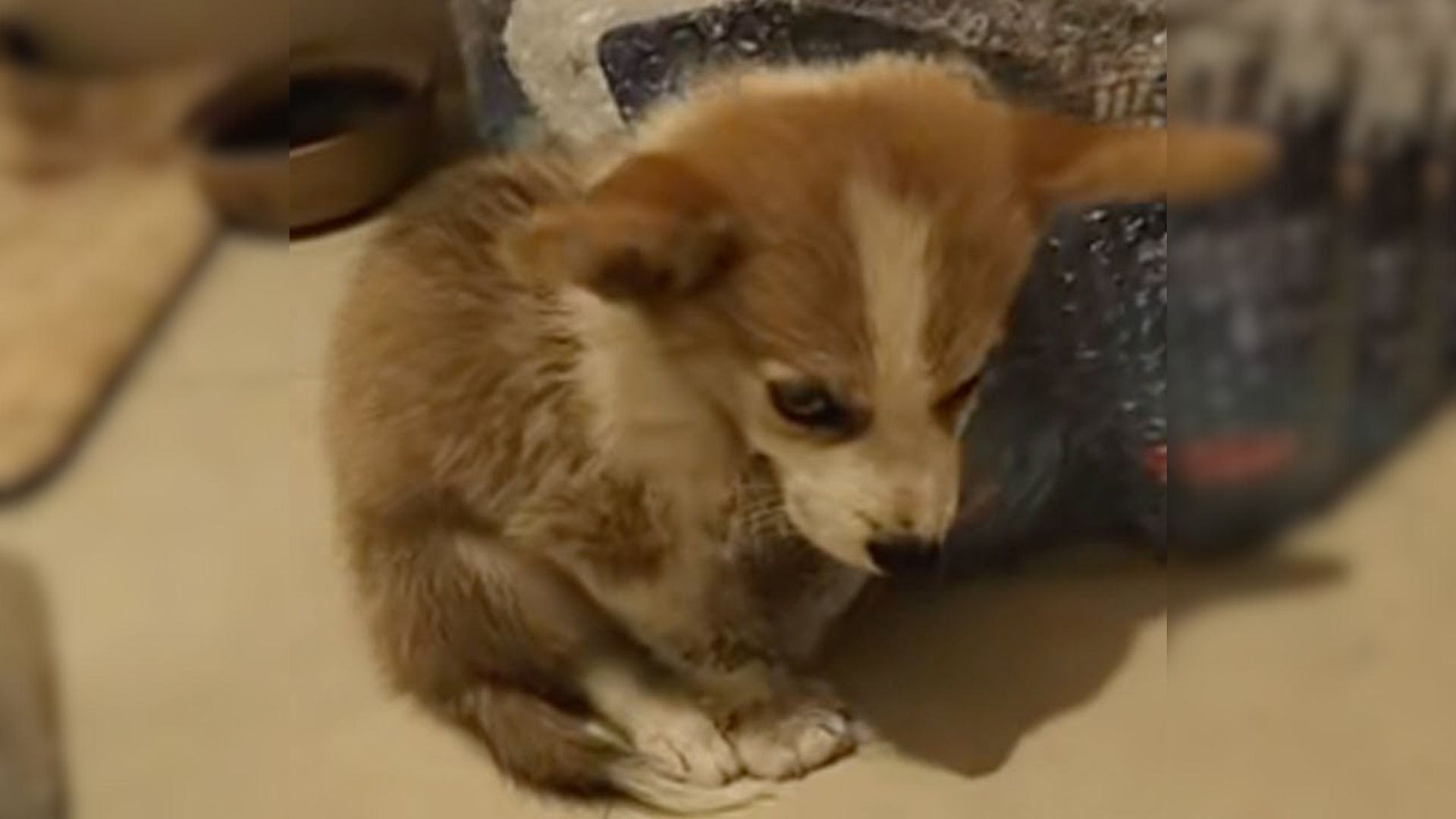 Tiny Puppy Found Crying On The Street Couldn’t Stop Smiling After Being Rescued  