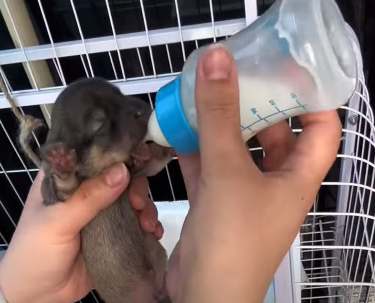 tiny puppy getting milk fed