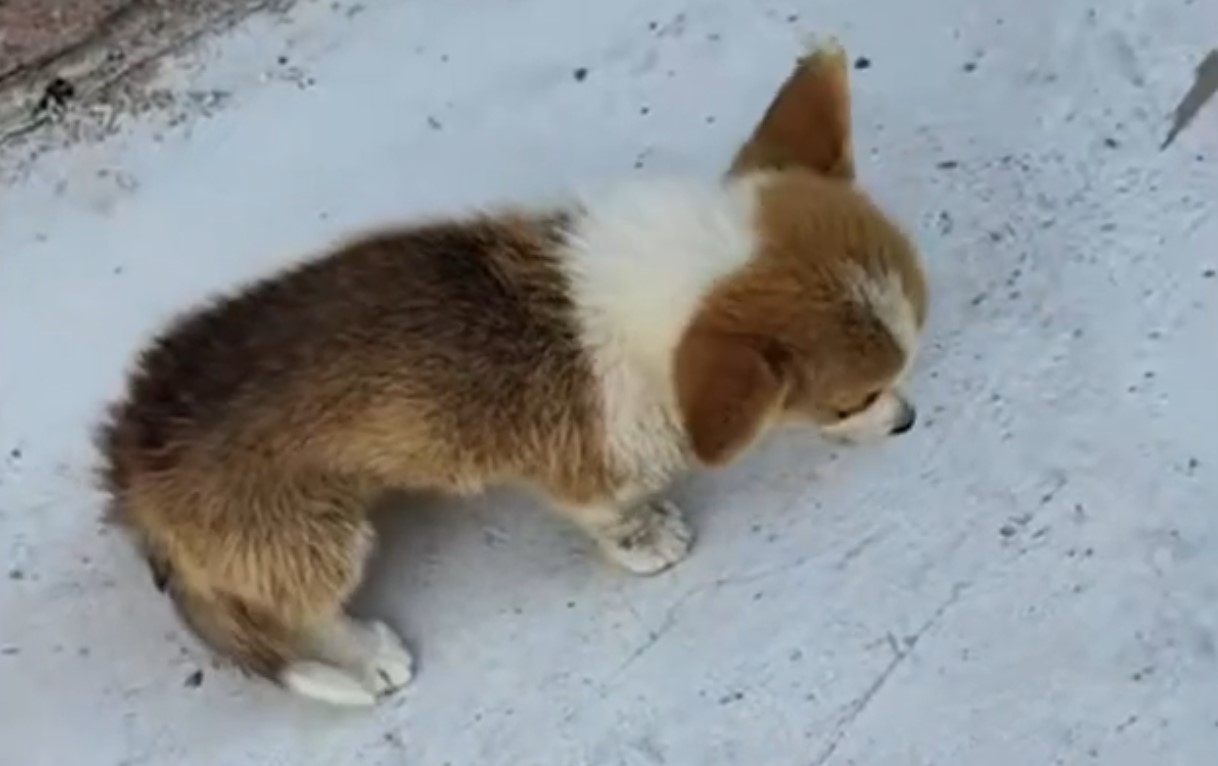 tiny puppy outdoor