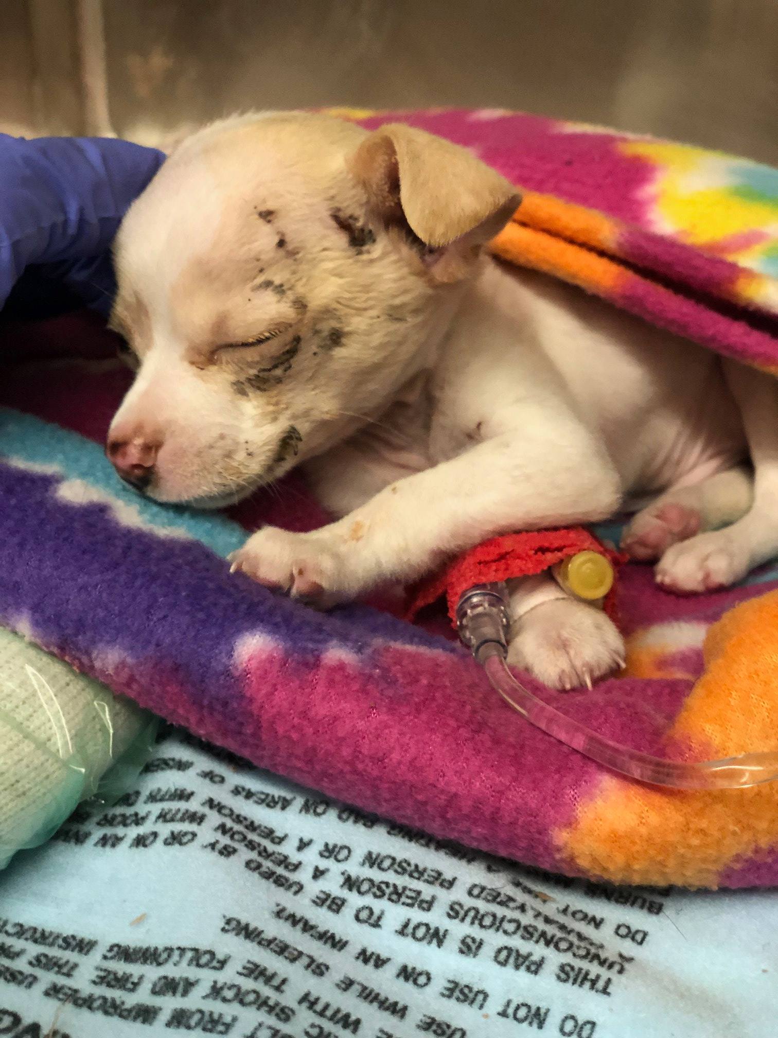 tiny puppy sleeping in a colorful blanket