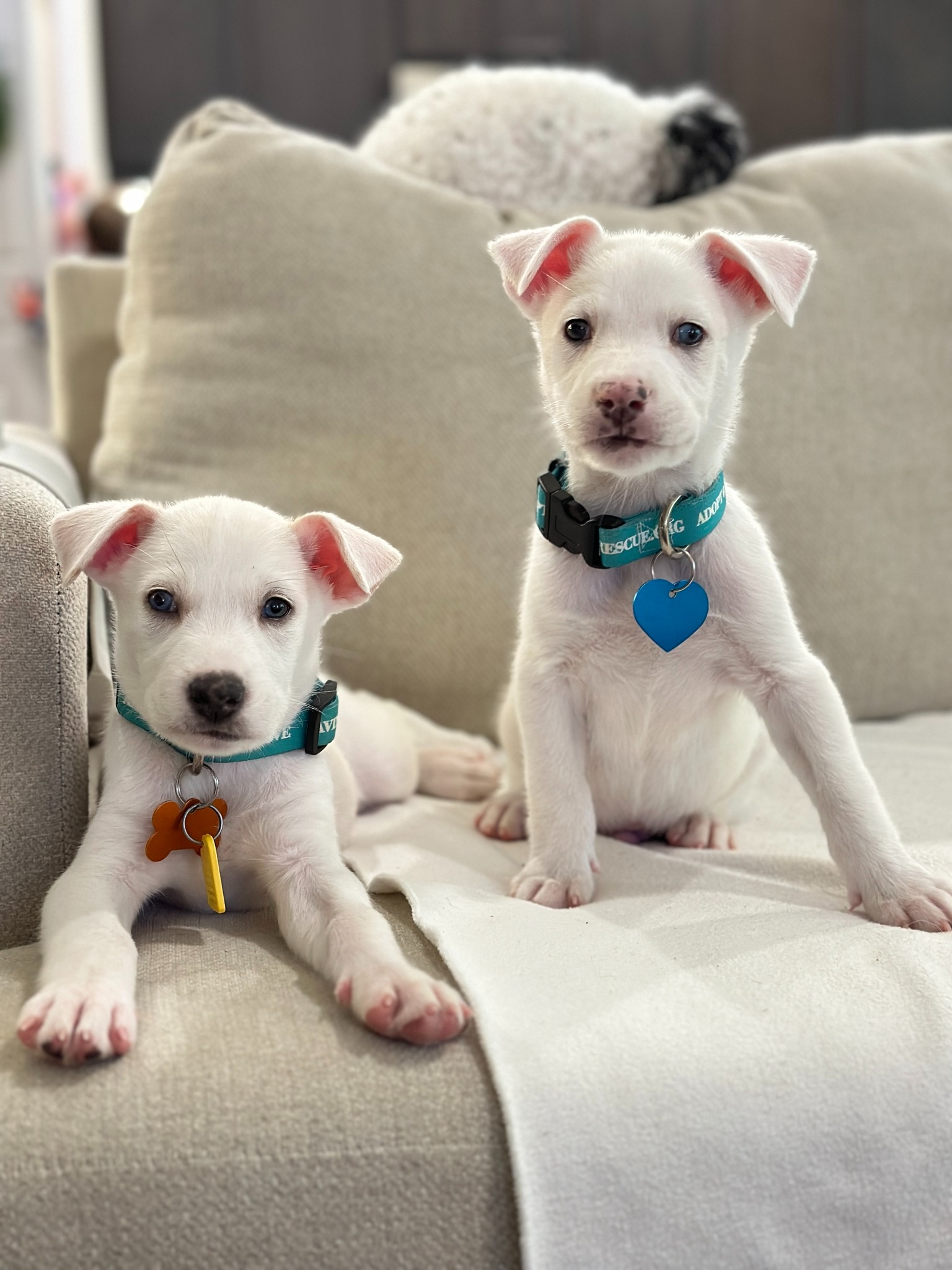 two adorable white puppies