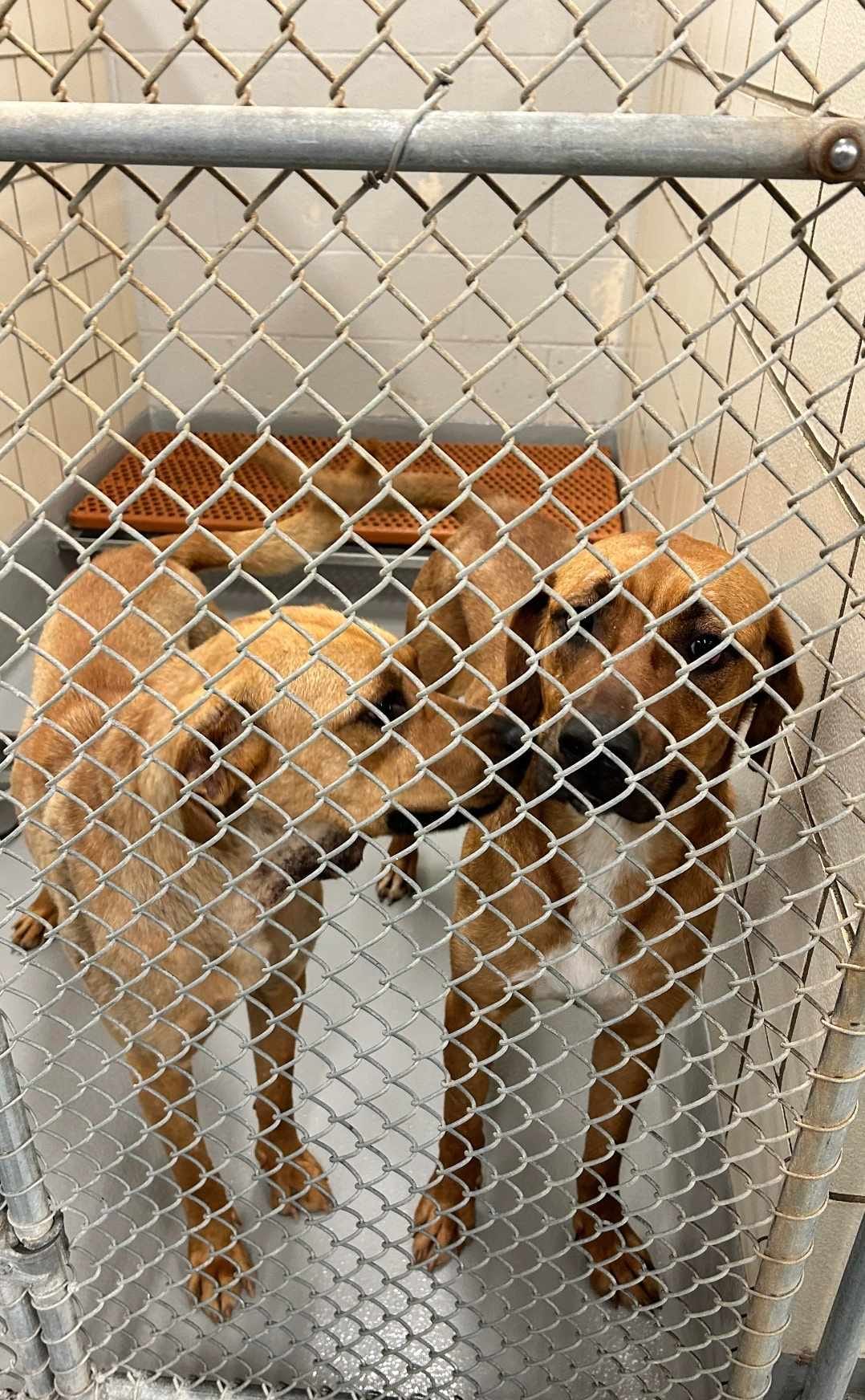 two dogs in shelter