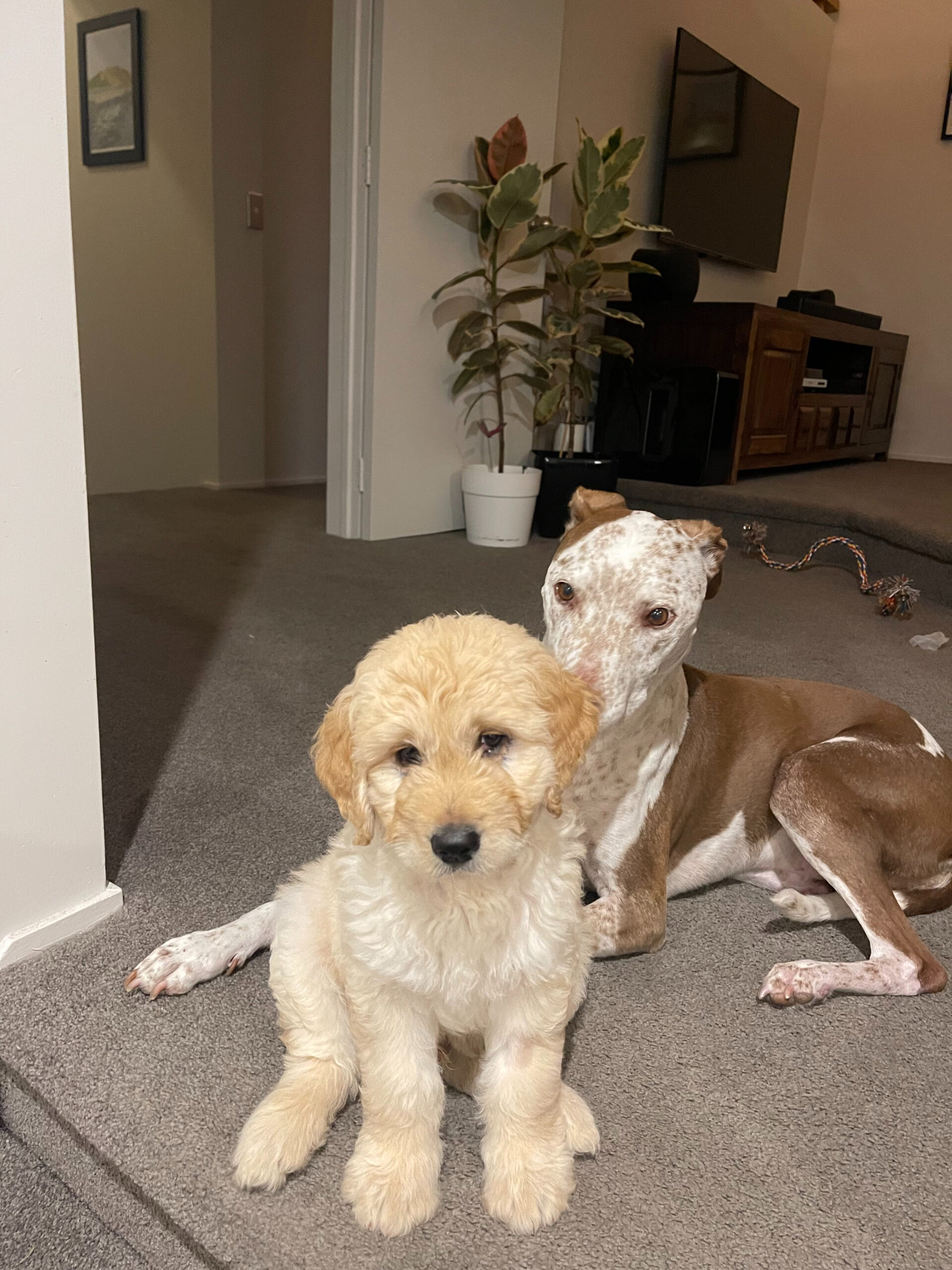 two dogs in the livingroom