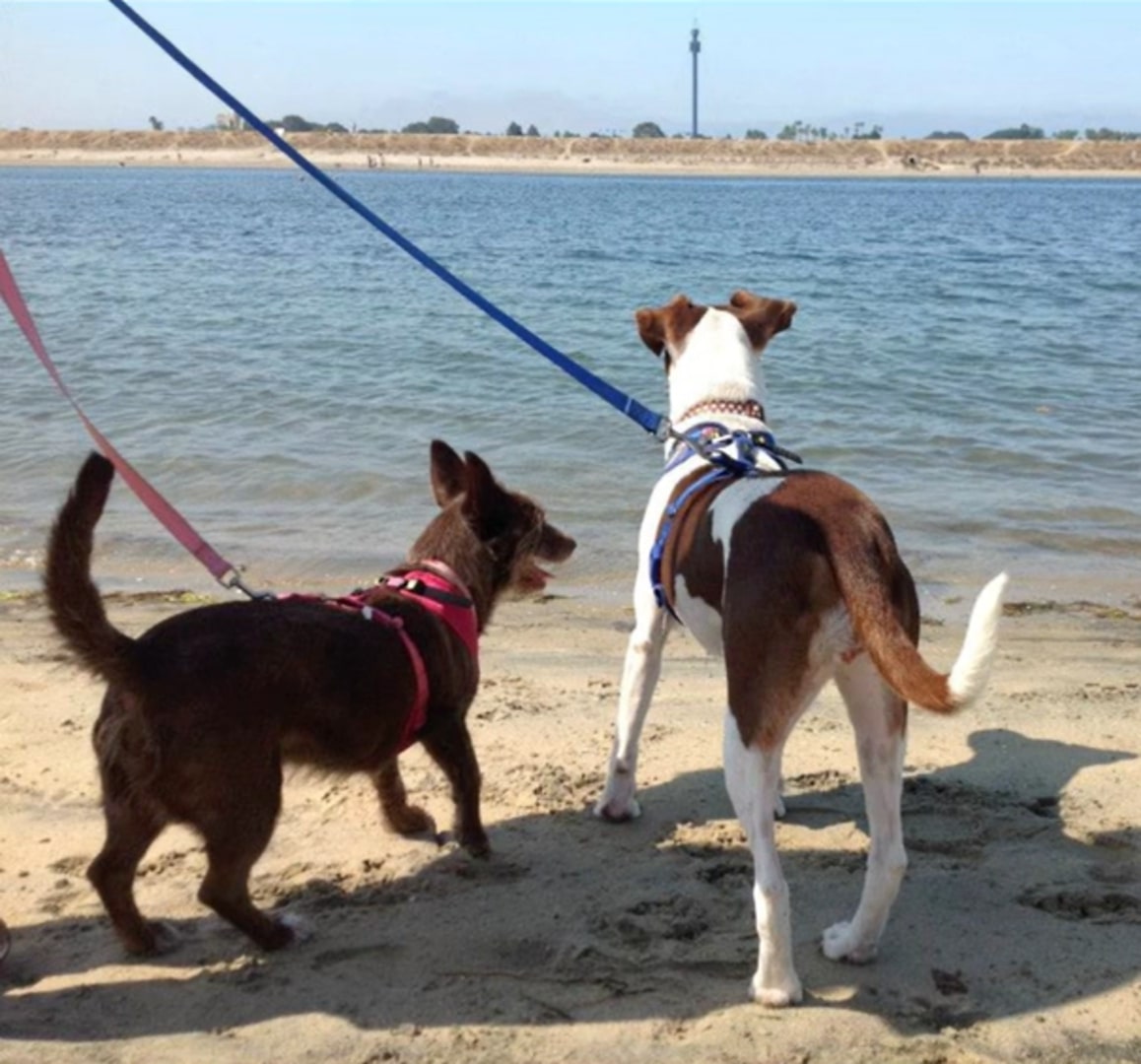 two dogs on a beach