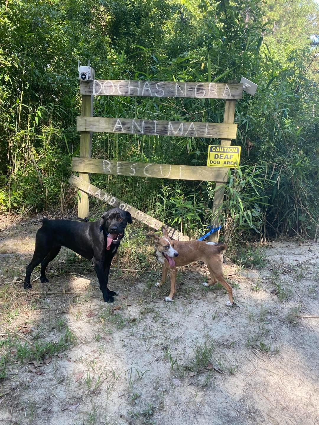 two dogs on a crossing roads