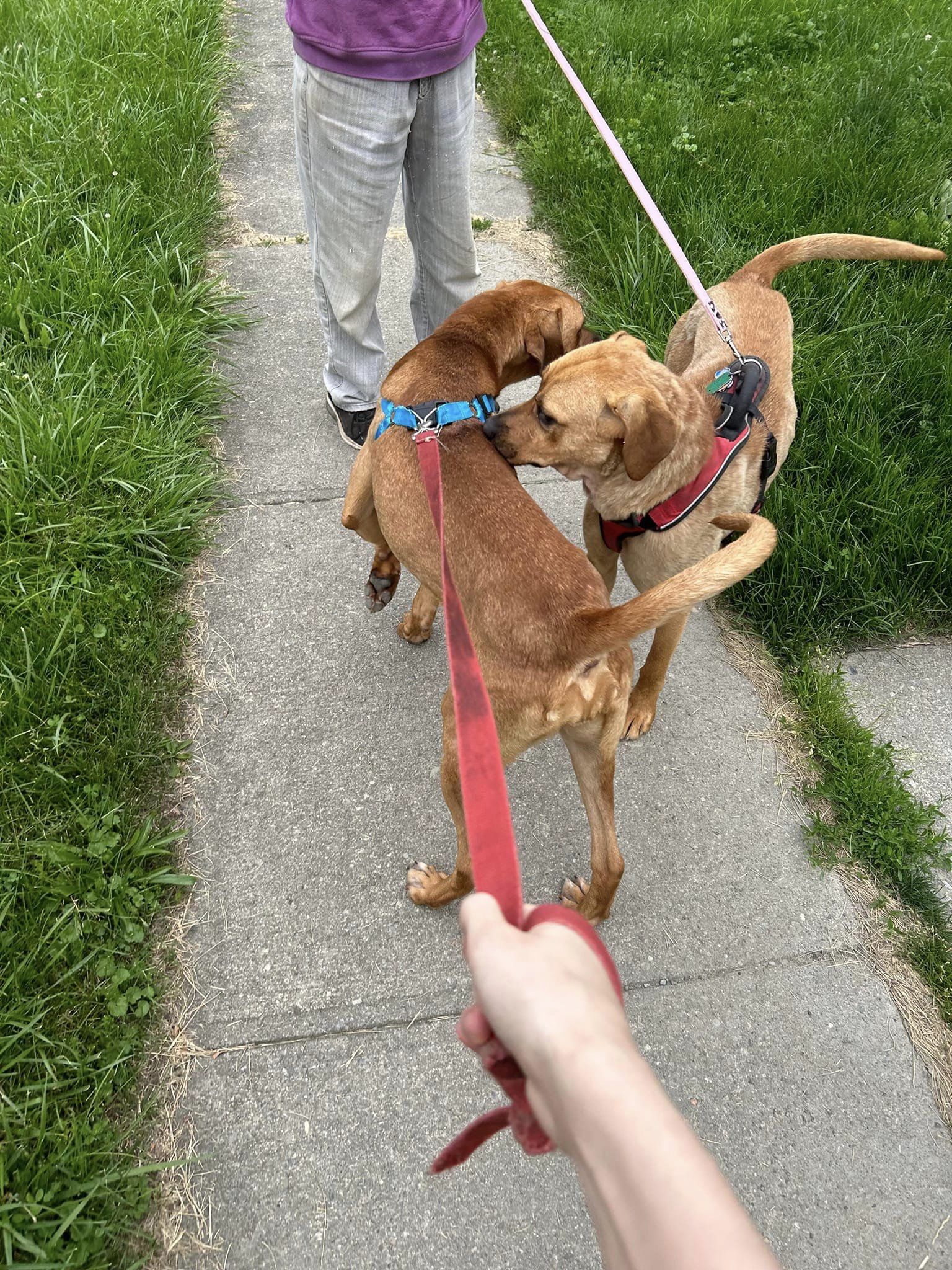 two dogs on a leash