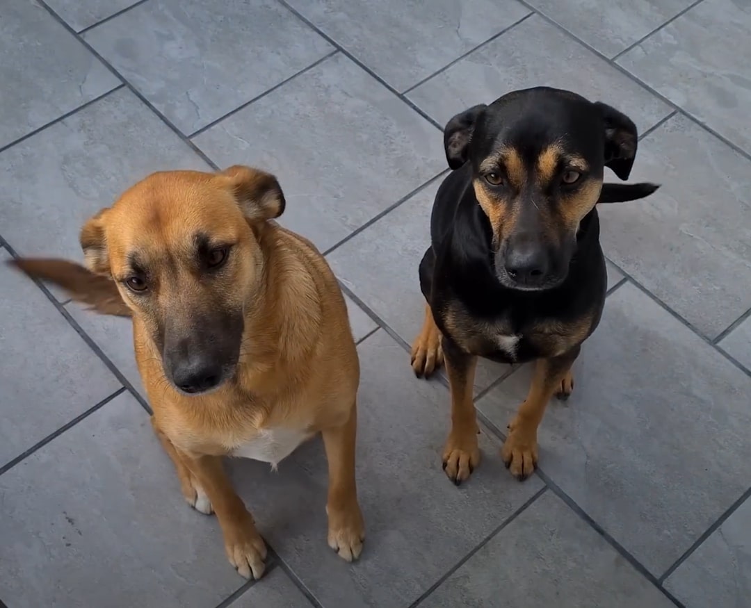 two dogs sitting outdoor