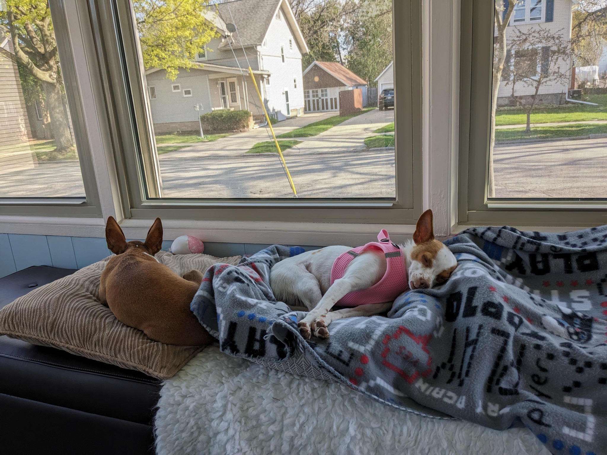 two dogs sleeping by the window