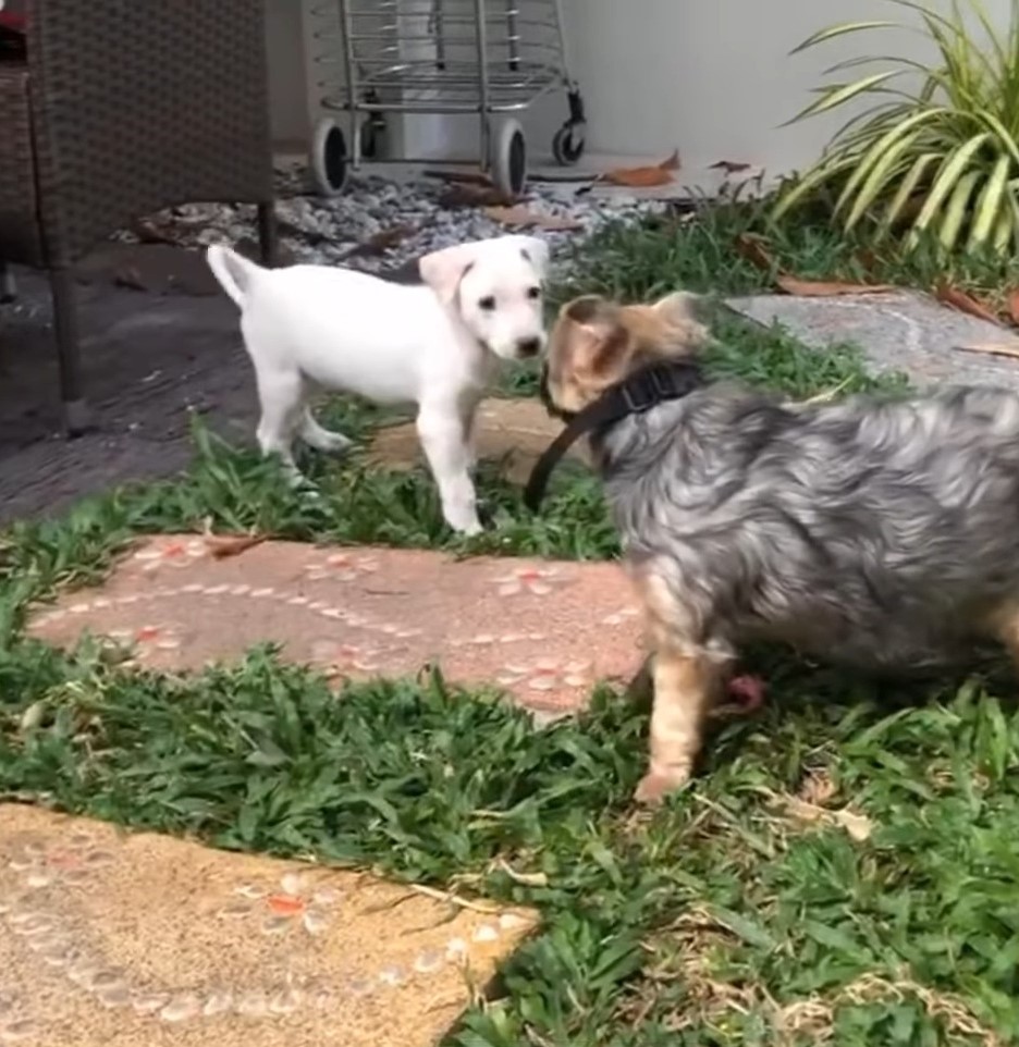 two dogs standing outside