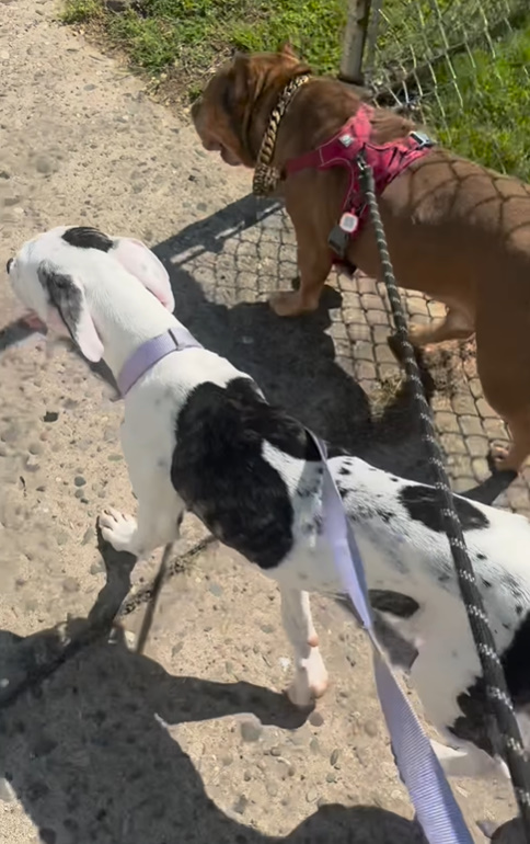 two dogs walking on a leash