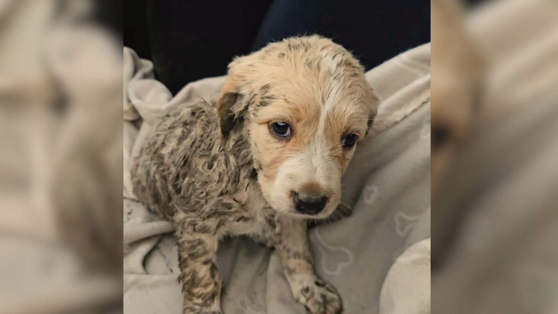 Two-Month-Old Pup Hiding In A Tunnel After A Big Rainstorm Kept Crying, Until A Man Stopped By