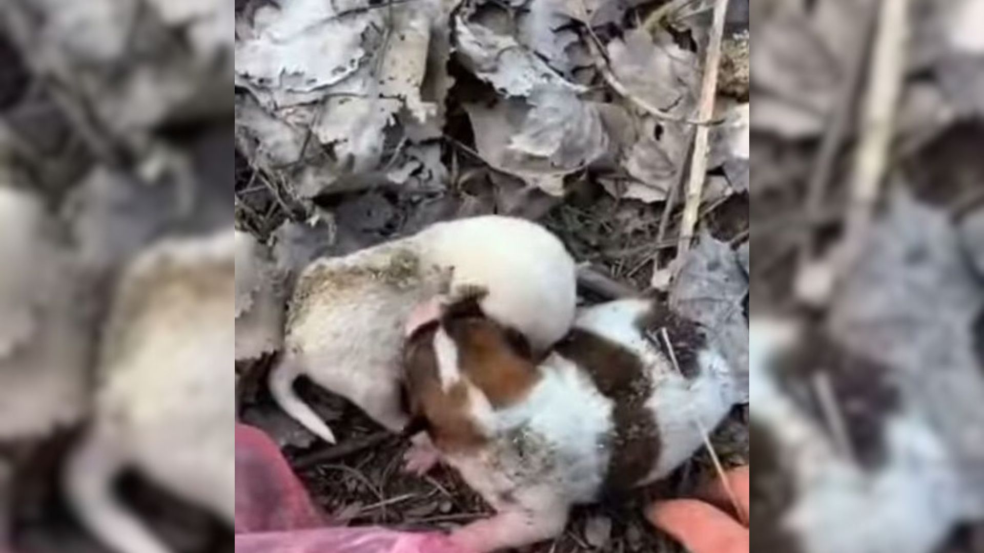 Two Infant Puppies Dumped In Plastic Bag Can’t Stop Crying For Their Mom