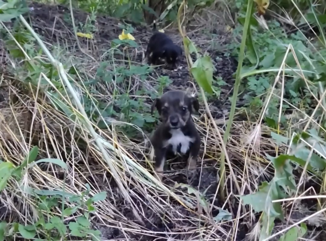 two orphaned puppies