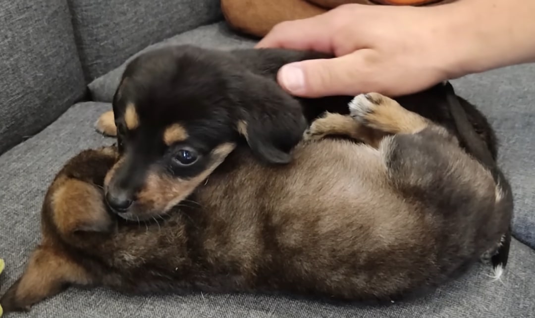 two puppies cuddling