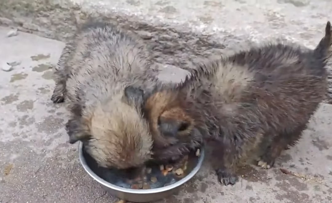 two puppies eat from a bowl