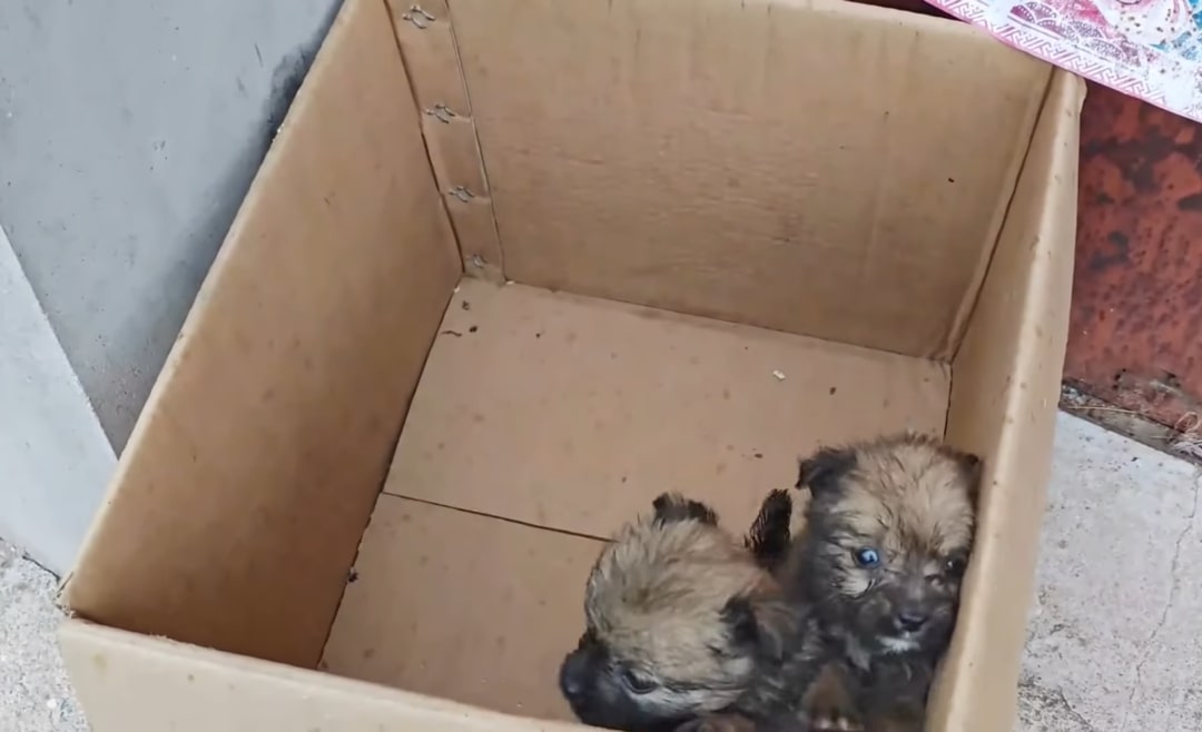 two puppies gathered in a cardboard box