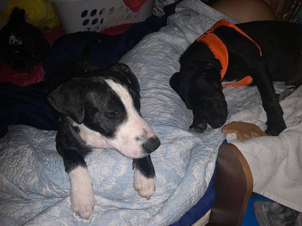 two puppies lying in bed