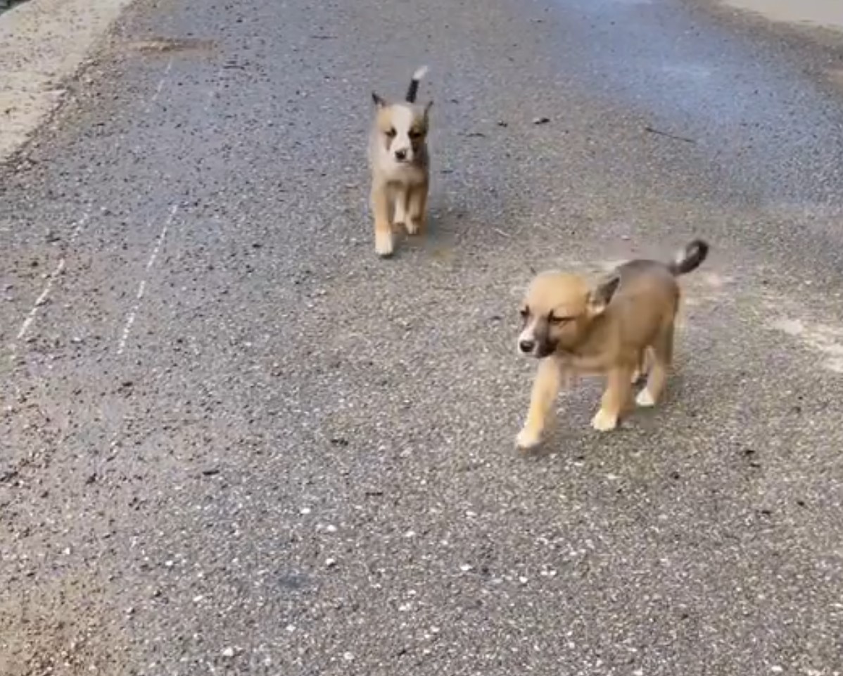 two puppies on the street