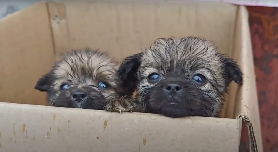 two puppies peeking out of a cardboard box