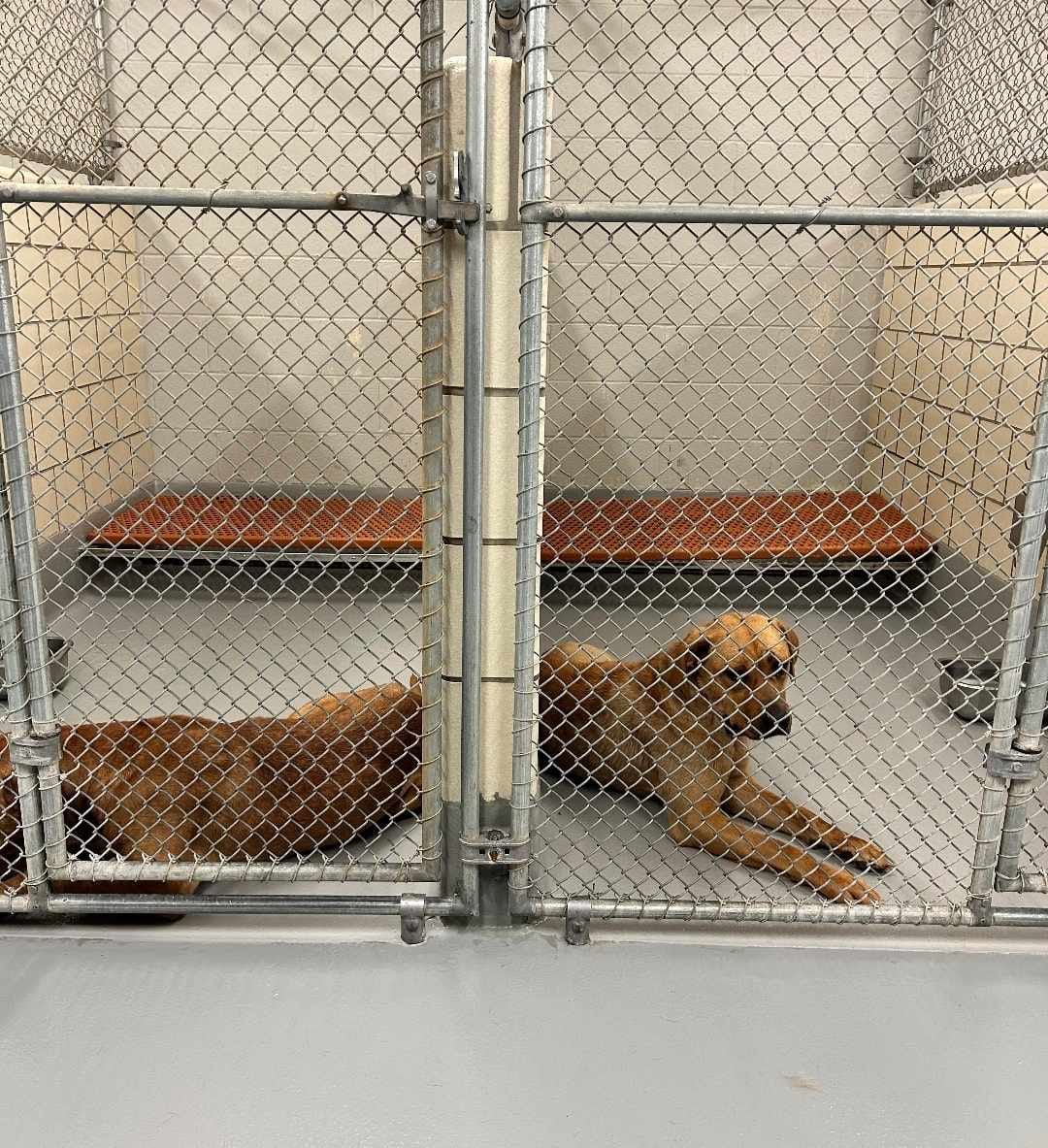 two sweet dogs in shelter